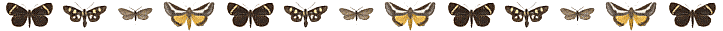 mothdivider